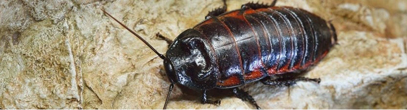 Cockroach Eating Contest